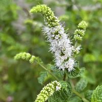 パイナップルミント,花のある暮らし,鉢植えミニトマト,家庭菜園の画像