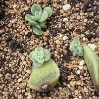 多肉植物,葉挿し,エケベリア属の画像