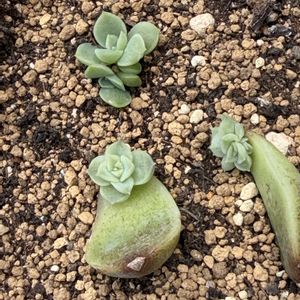 多肉植物,葉挿し,エケベリア属の画像