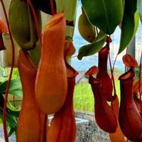 ウツボカズラ,ウツボカズラ,食虫植物ウツボカズラ,花のある暮らし,食虫植物 ウツボカズラの画像