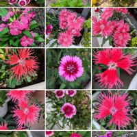 ナデシコ,ナデシコ,ナデシコ,カワラナデシコ,カワラナデシコの画像