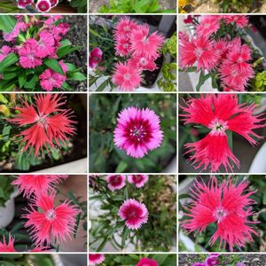 ナデシコ,ナデシコ,ナデシコ,カワラナデシコ,カワラナデシコの画像