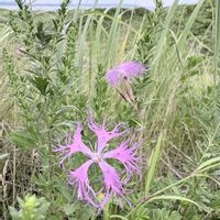 ナデシコ,カタバミ,フウロソウ,エゾカワラナデシコ,かわらなでしこの画像
