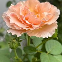 バラ プリンセスシャルレーヌドゥモナコ,ナチュラルガーデン,バラ大好き,お庭の花たち,花と暮らすの画像
