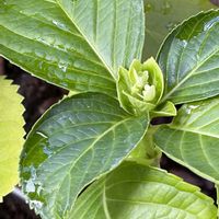 ベランダガーデン,花のある暮らし,植物のある暮らし,8月,ベランダの画像