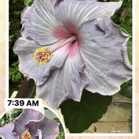 ハイビスカス,オオベンケイソウ,曜白朝顔,白花夕顔,西洋朝顔 フライングソーサーの画像