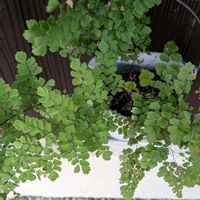 アジアンタム,green,植物が好き,庭の画像