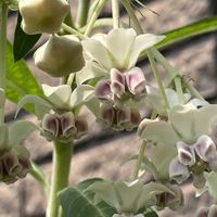 デュランタ,フウセントウワタ,ブラシの木,金宝樹(ブラシの木)の画像