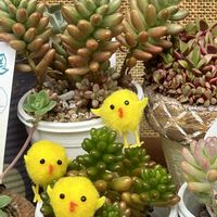 オーロラ,アップルベリー,多肉植物,❤️いいね、ありがとう,神奈川県の画像