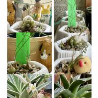 オーニソガラム,アガベ　笹の雪,パキポディウム　恵比寿大黒,アルブカ スピラリス,アルブカ　フミリスの画像