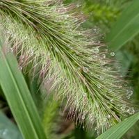 トレニア,百日草,ビオラ,エノコログサ,かぼちゃの花の画像