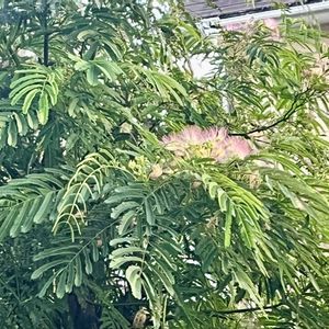 ネムノキ,我が家のお花,小さな庭の画像