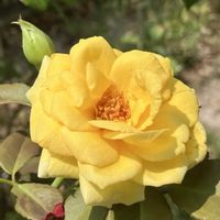 ゲンペイカズラ,センニンソウ,ナデシコ,バラ,ホトトギスの画像