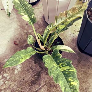 フィロデンドロン・リングオブファイヤー,観葉植物,植物,成長記録,新入りさんの画像