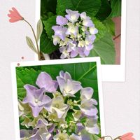 オクラ,サルスベリ,ナス,ハイビスカス,紫陽花の画像