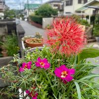 ハエマンサス,マツバボタン,フットボールリリー,線香 花火,花のある暮らしの画像