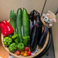 トケイソウ,プランター育ち野菜の収穫,コンスタンスエリオット164輪〜166輪目,トケイソウ親株215輪目,花のある暮らしの画像