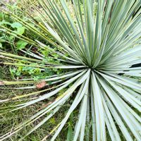 ユッカ,ユッカ ロストラータ,観葉植物の画像