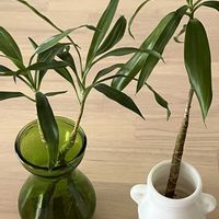 ドラセナ,インテリアグリーン,葉っぱ好き,観葉植物がスキ,観葉植物を楽しむの画像