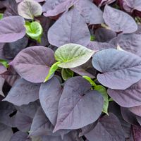 イポメア,公園散歩,今日のお散歩,歩くの大好き♡の画像
