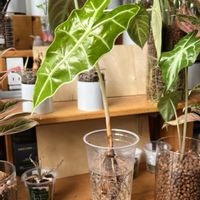 サトイモ科,アロカシア・アマゾニカ,アロカシア,アロカシア,観葉植物の画像