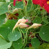 キンレンカ,金曜日の蕾たち…,お出かけ先の画像