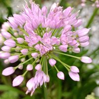 アリウム,アリウム,花のある暮らし,優しいピンク,季節の楽しみ♡の画像