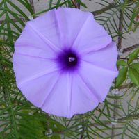 ノアサガオ,琉球アサガオ　エメラルドバイオレット,Ipomoea indica Merr.,鉢植え,花のある暮らしの画像
