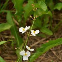 オモダカ,オモダカ,オモダカ,ビオトープ,山野草の画像