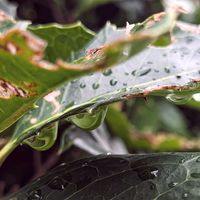 ヒイラギ,水滴,生垣,お出かけ先の画像