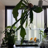 ポトス,トキワシノブ,コーヒーの木,ダバリア　ラビットフッド,多肉植物の画像