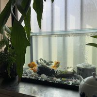 ポトス,トキワシノブ,コーヒーの木,ダバリア　ラビットフッド,多肉植物の画像