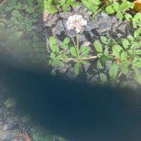 ヒメイワダレソウの画像