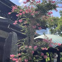 サルスベリ,キョウチクトウ,インドボダイジュ,GS皆様ありがとう,皆様ご自愛くださいの画像