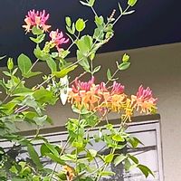ハニーサックルの画像