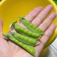 豆苗,絹さやの画像