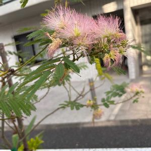 ネムノキの画像