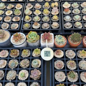 多肉植物,葉挿し,エケベリア属の画像