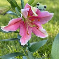 カサブランカ,カサブランカ　ピンク,ピンクカサブランカ,癒し,感謝の画像