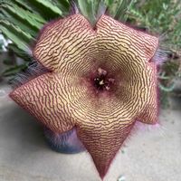 スタペリア,多肉植物,モフモフ,ガガイモ科,花のある暮らしの画像