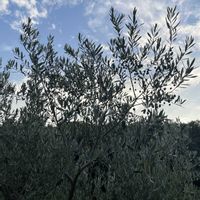 オリーブ,オリーブの実,緑のある暮らし,そら,夕暮れ時の画像