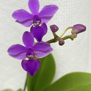 胡蝶蘭,ミニ胡蝶蘭,マイクロ胡蝶蘭,蘭、らん、ラン,観葉植物の画像