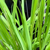 いね,稲穂,稲作,稲（いね）,和の趣の画像