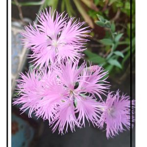ナデシコ,カワラナデシコ,花のある暮らし,植物のある暮らし,植中毒の画像