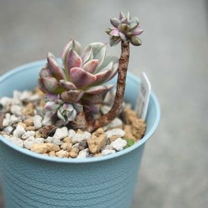 ベンバディス錦,多肉植物,エケベリア属,植中毒,タニラーの画像