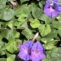 ノアサガオの画像