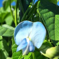 夏の庭,四角豆,多肉植物,多肉初心者,夏本番！の画像