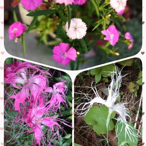 多肉葉挿し,伊勢なでしこ,石化セレウス黒獅子,今日のお花,ずっと一緒の画像