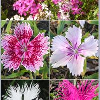 ナデシコ,ムシトリナデシコ,カワラナデシコ,花のある暮らし,北海道の画像