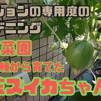 スイカ,小玉スイカ,ガーデニング,食べた種,リボベジの画像